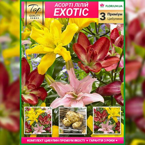Лилия Florium Exotic (16762) - фото 3 Лилия Florium Exotic (16762) - фото 3