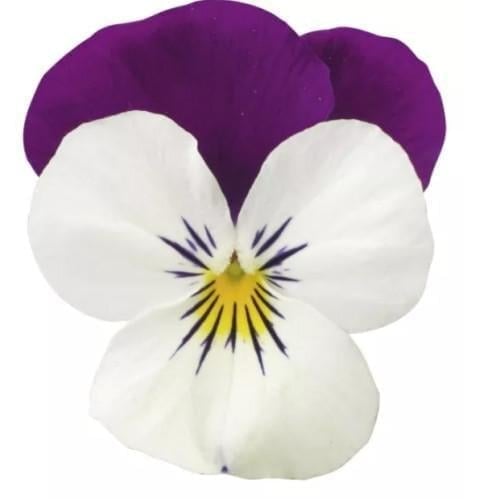 Насіння квітів Віола рогата Syngenta Penny Pro White Purple Wing 100 шт. (BN13510-3)