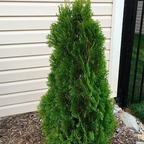 Туя складчатая Gelderiand контейнер P9 (29294174)