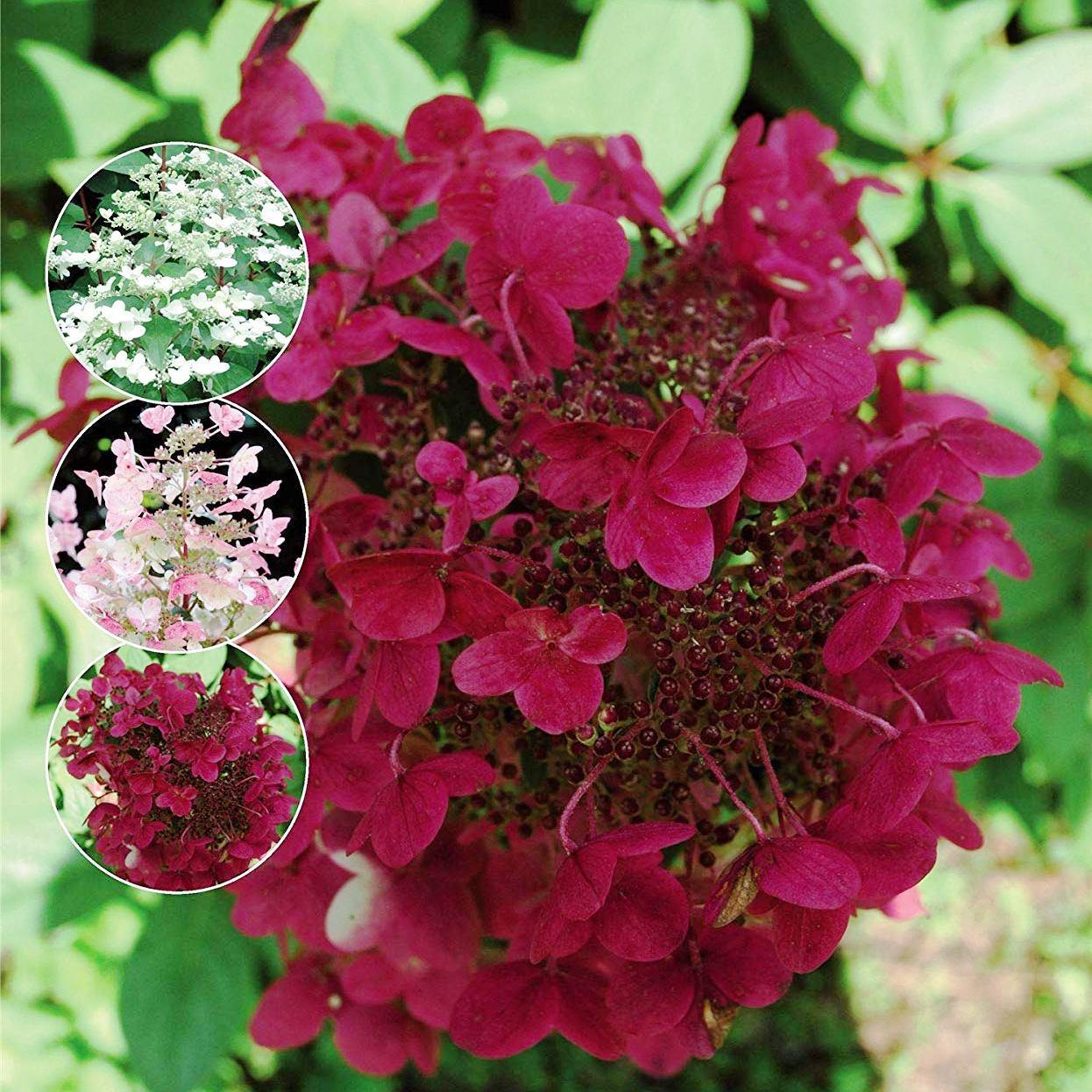 Саджанець гортензії волотистої Hydrangea paniculata Wim's Red Р9 (1107527553) - фото 2