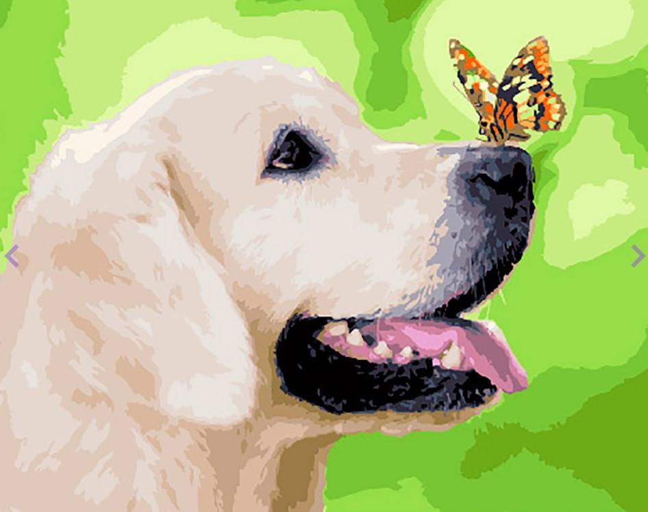 Картина за номерами Brushme Лабрадор і метелик (GX29813) Картина за номерами Brushme Лабрадор і метелик (GX29813)