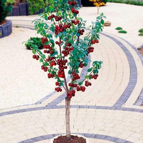 Саджанець Вишня колоноподібна Малютка (52669)