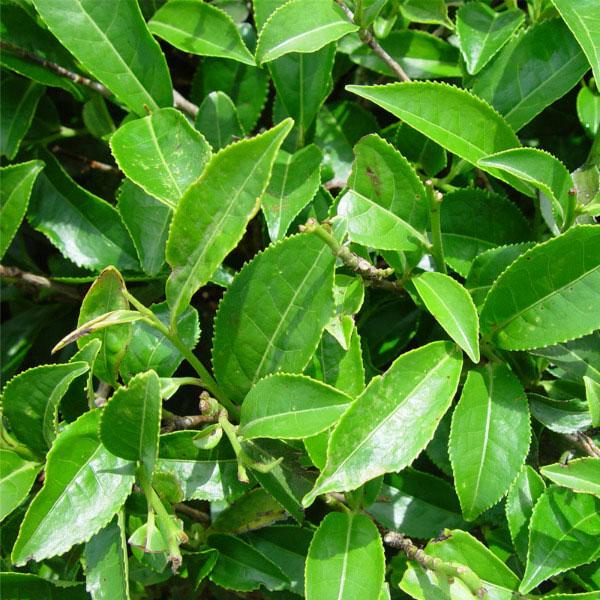 Аромаолія ефірна Aroma Inter Чайне дерево 10 мл (4041) - фото 2 Аромаолія ефірна Aroma Inter Чайне дерево 10 мл (4041) - фото 2