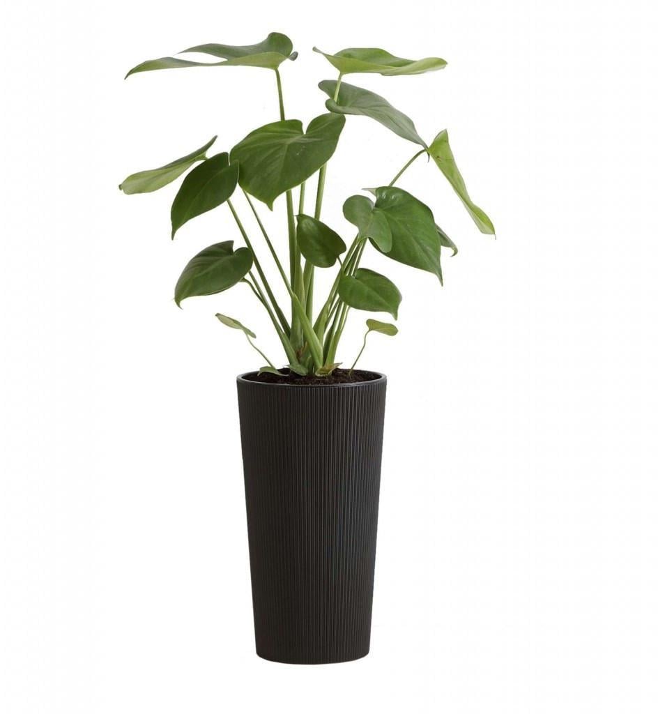 Вазон для цветов Lamela LILIA jumper 255х466 мм Графитовый (25419751788) - фото 3 Вазон для цветов Lamela LILIA jumper 255х466 мм Графитовый (25419751788) - фото 3