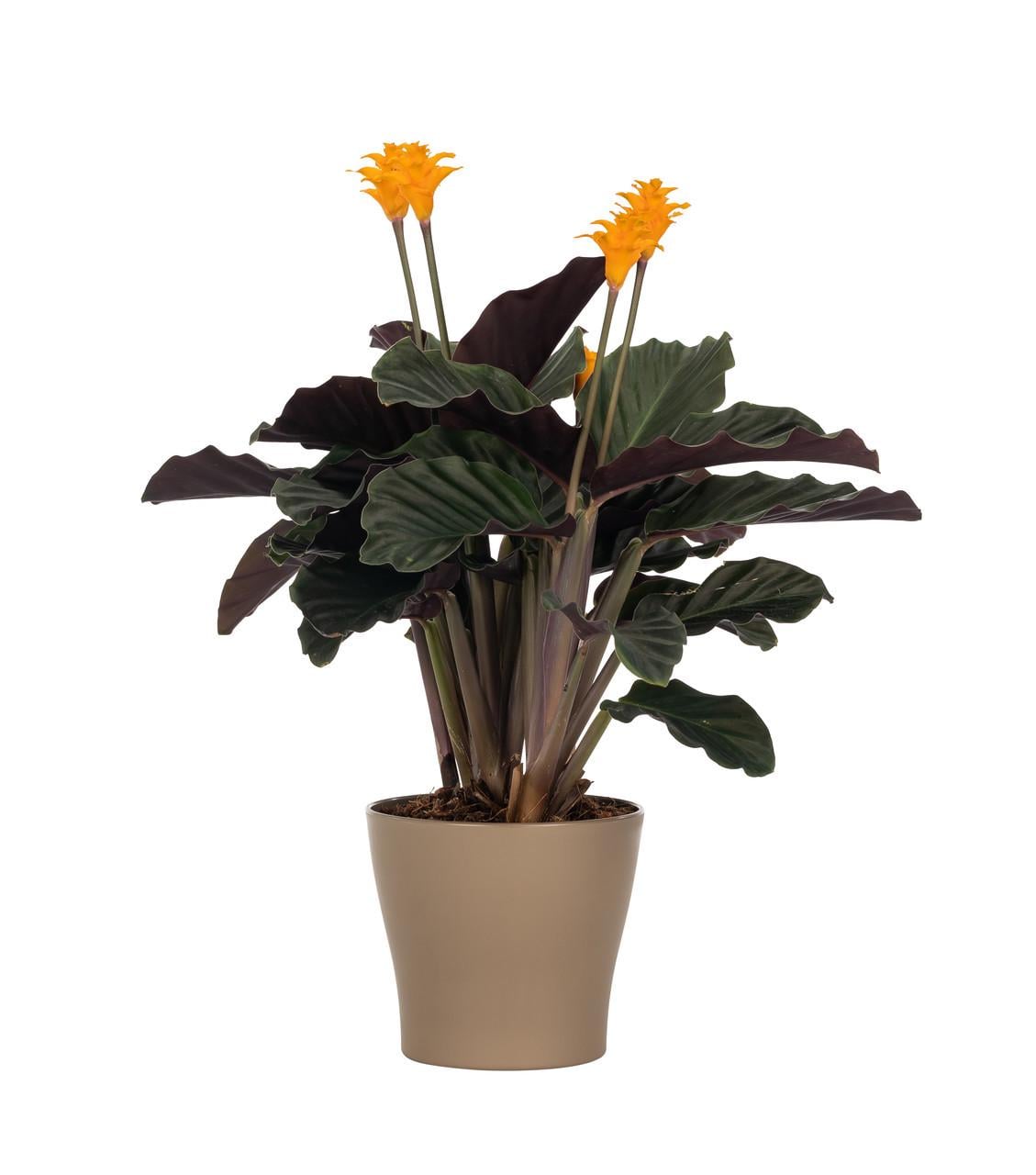 Горшок для цветов Рoliwork Gardenya круглый 1,2 л 14x12 см Cветло-коричневый