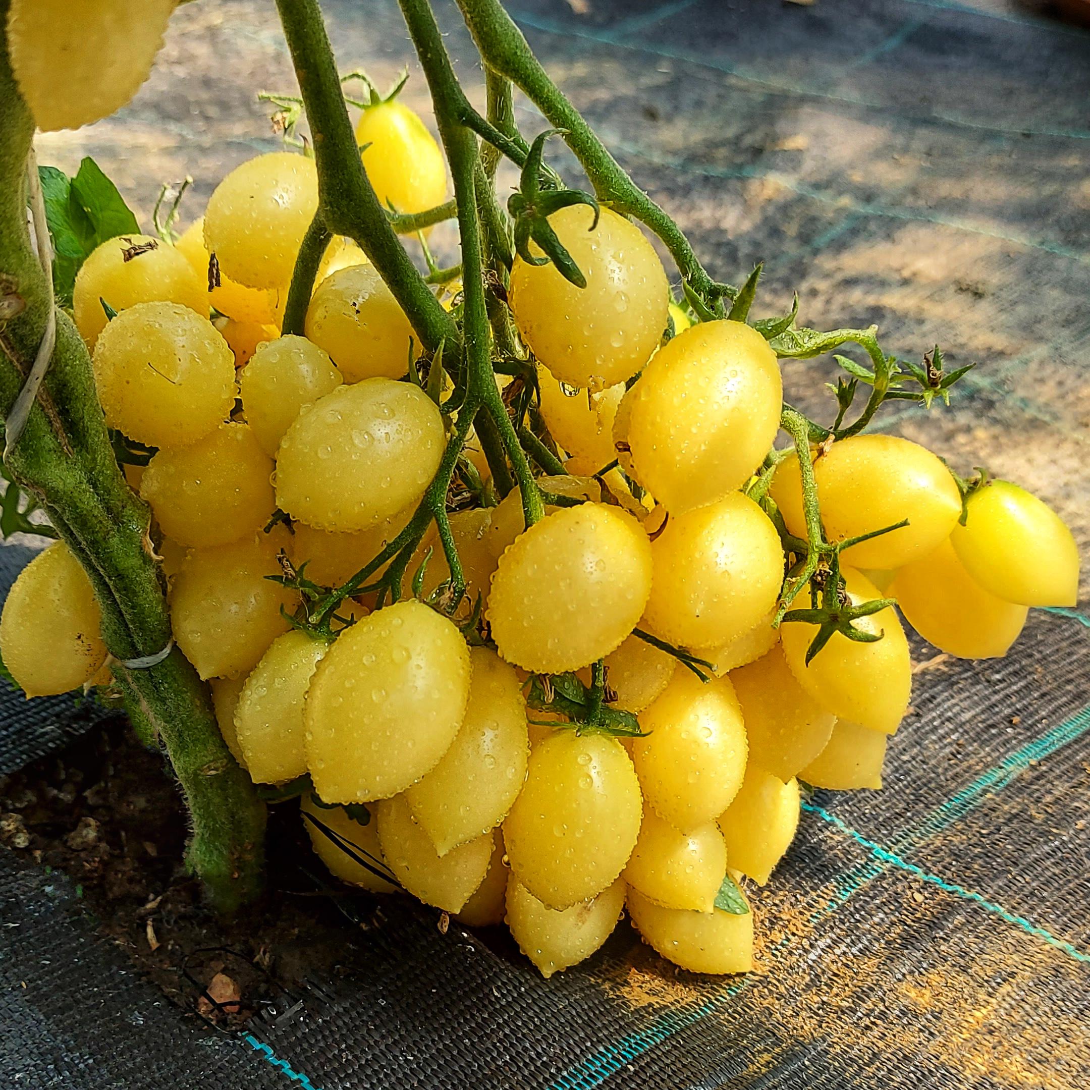 Насіння томату Божевільна вишня Баррі 5 шт./5 пак (38293586)