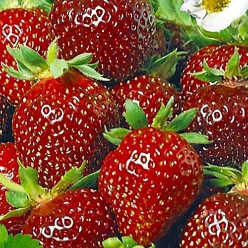 Сажанец Клубника Зенга Зенгана Senga Sengana 5шт среднепоздний срок созревания (40395)