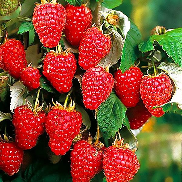 Саженец малины ремонтантной (884980608)