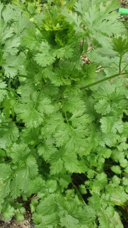 Насіння Коріандр Бурштин кінза 4 г 450 шт. (RS-00906) - фото 3