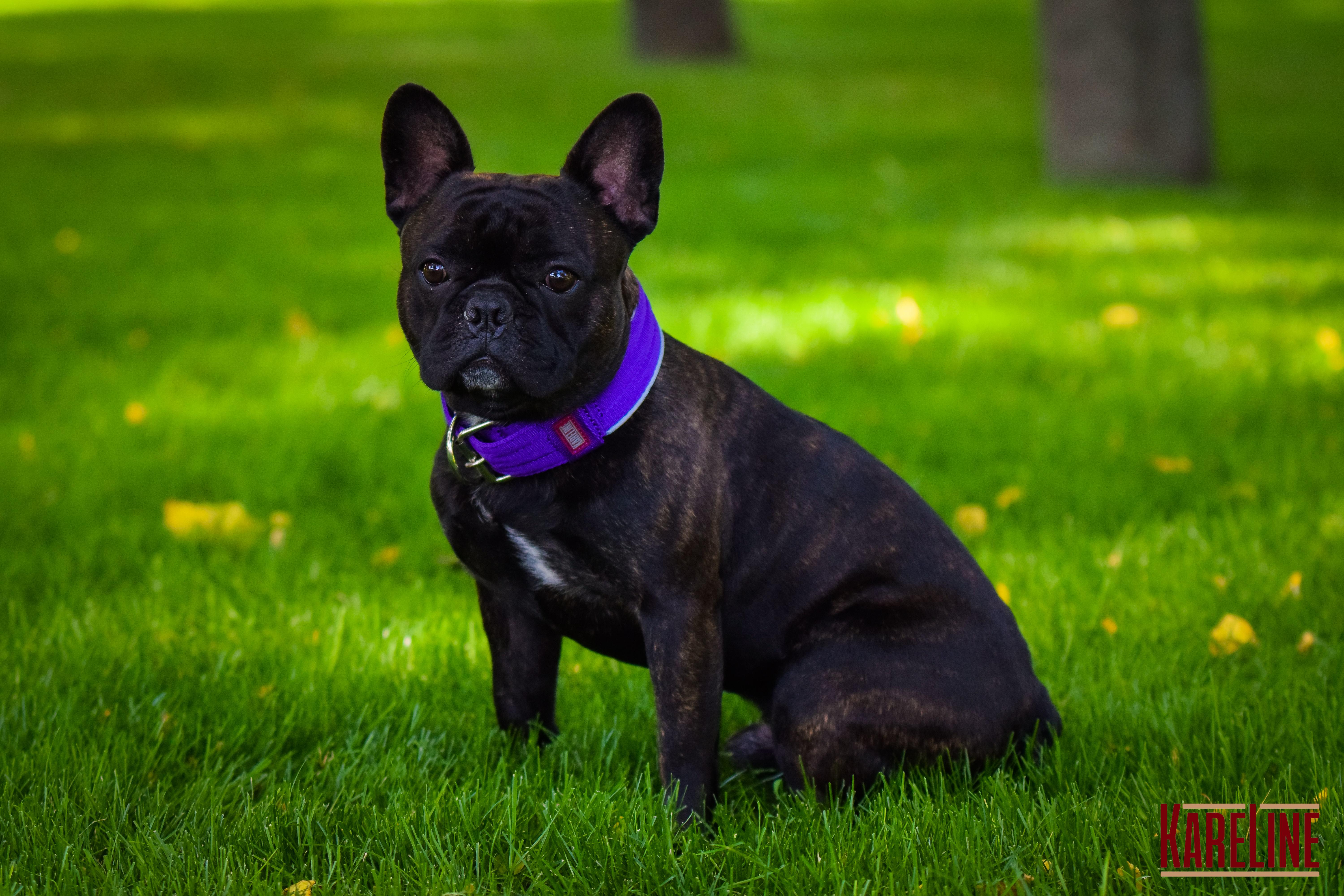 Ошейник KareLine усиленный нейлоновый со светоотражающим кантом 25 мм 380-460 мм мм Фиолетовый (0950/9) - фото 3