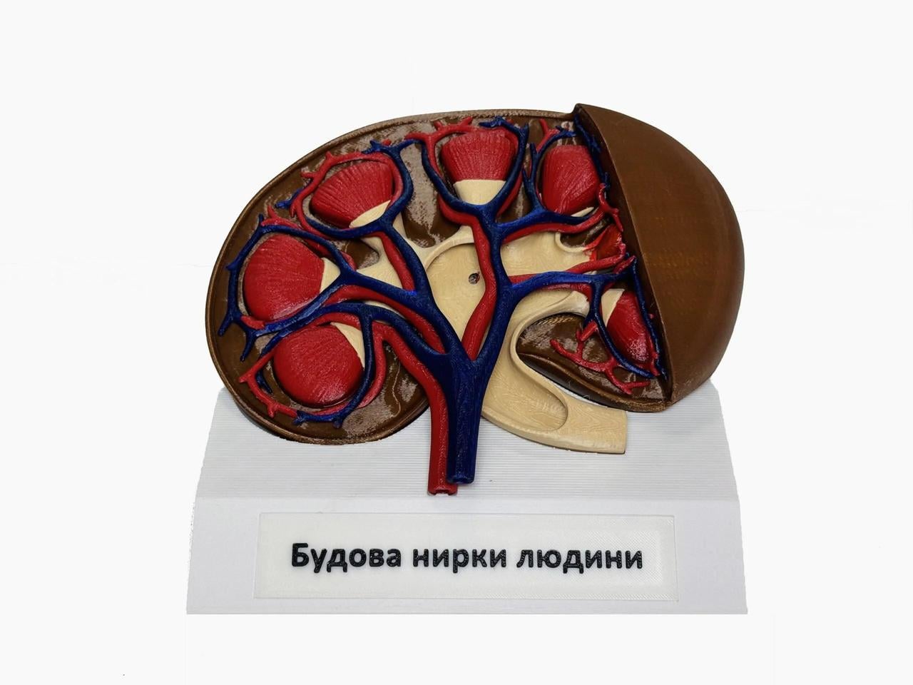 Навчальна демонстраційна модель EduMarket Нирка