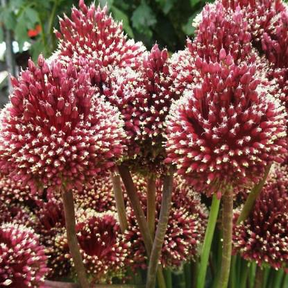 Лук декоративный Red Mohican 3 шт. - фото 4