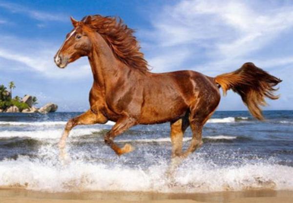 Картина по номерам Josef Otten Животные Лошадь 40х50 см в термопакете (3360RA_O-mt)