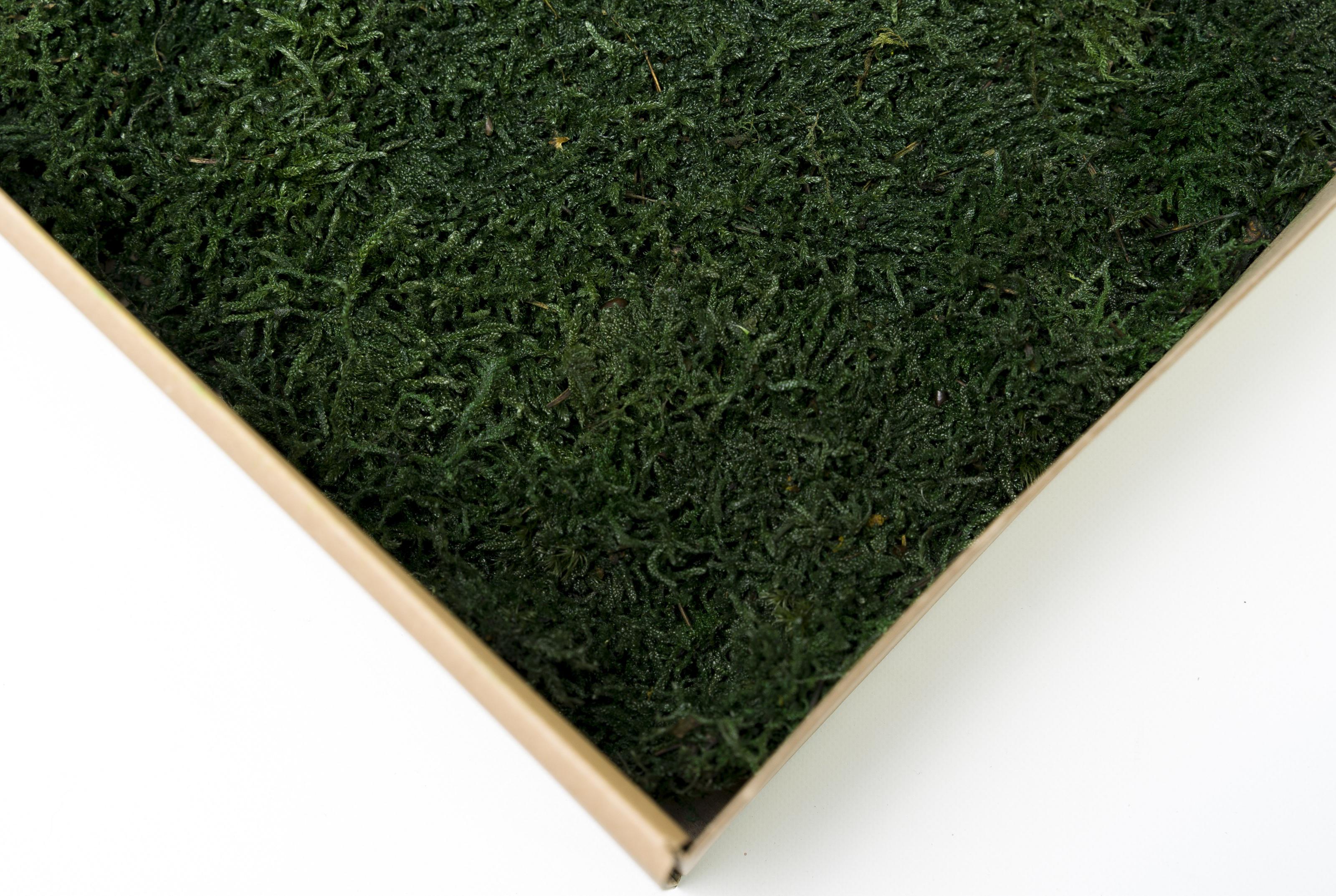 Стабилизированный мох Organic Design Плоский 0,3 м2 Dark Green (304-10) - фото 2 Стабилизированный мох Organic Design Плоский 0,3 м2 Dark Green (304-10) - фото 2