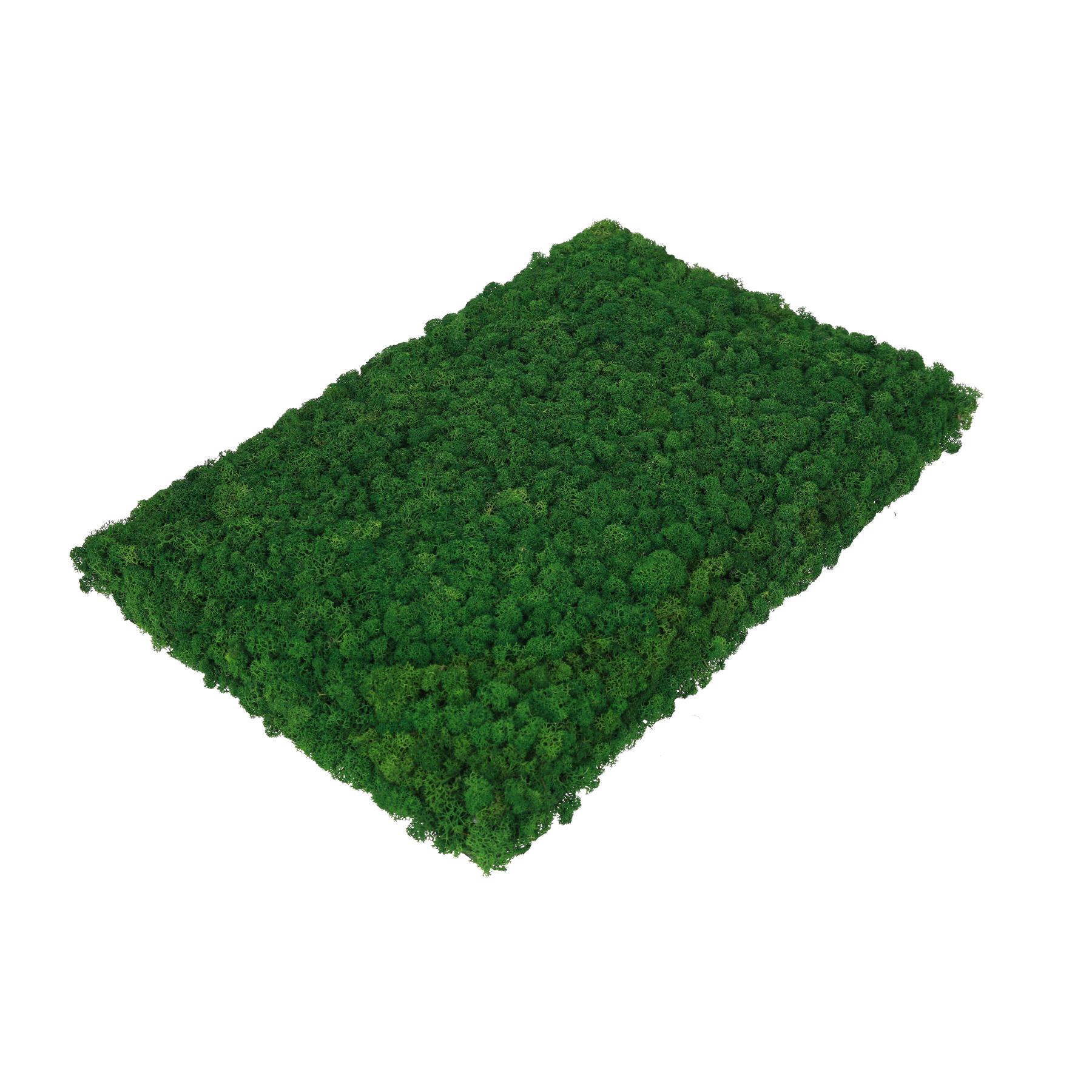 Декоративне панно з моху Organic Design Ягель 60х40 см (706-60-40) - фото 4 Декоративне панно з моху Organic Design Ягель 60х40 см (706-60-40) - фото 4