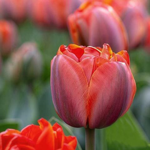 Тюльпан махровий Dobrodar Queensday 6 шт. (38299505)