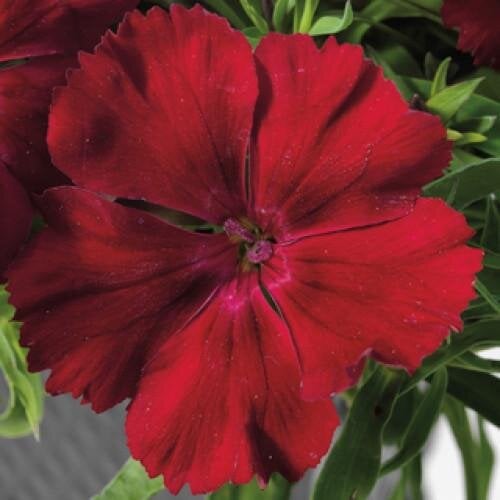 Семена цветов Гвоздика китайская Venti Parfait Crimson Syngenta 1000 шт. (BN05496)
