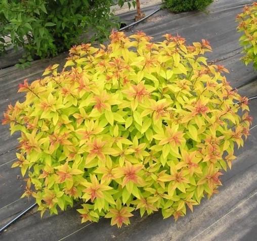 Саджанці спірея японська Spiraea japonica Gold flame у горщику 2 л Саджанці спірея японська Spiraea japonica Gold flame у горщику 2 л