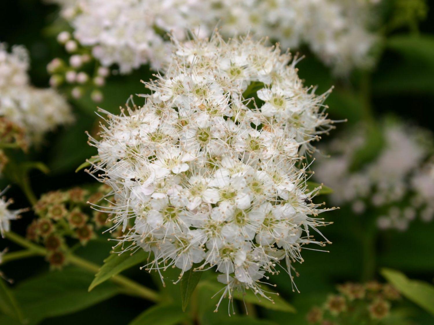Спірея японська Альбіфлора Albiflora 3 шт. (38287744)
