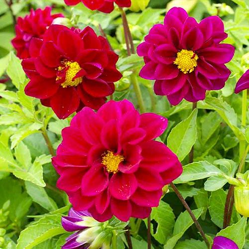 Семена Георгина Florium Фиолетовый дым (7170)