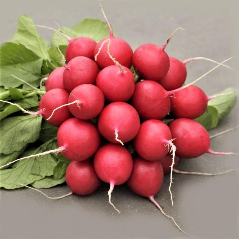 Семена Редиска Syngenta STELLAR F1 10 000 шт. (2289337002)