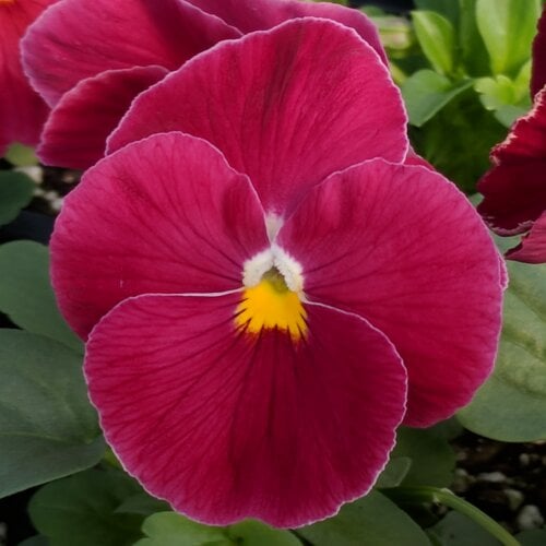 Семена цветов Виола Delta F1 Pure Rose Syngenta 25 шт. (BN03169-4)
