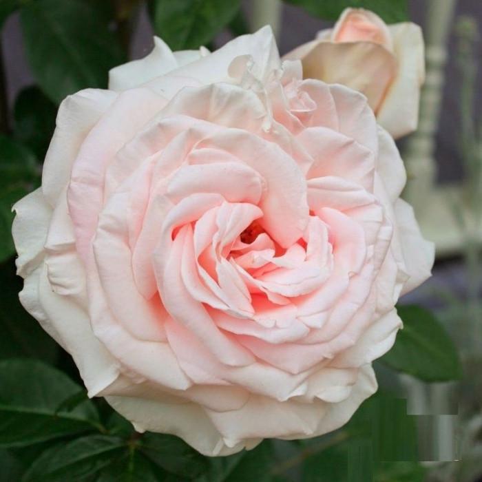 Троянда Prince Jardinier Чайно-гібридна в контейнері (2669458633)