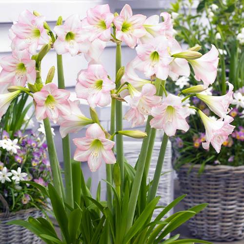 Амариліс Florium Pink Rascal (10268) - фото 3 Амариліс Florium Pink Rascal (10268) - фото 3