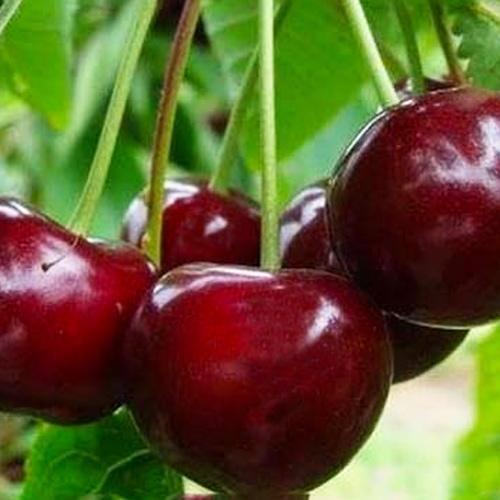 Сажанець Вишня Афродіта літній сорт середній термін дозрівання (101903)