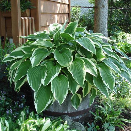 Хоста Florium Antioch (10557)