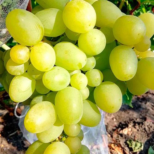 Саджанець Виноград Принцеса кишміш середній термін дозрівання має тривалий термін зберігання ягід (48712)