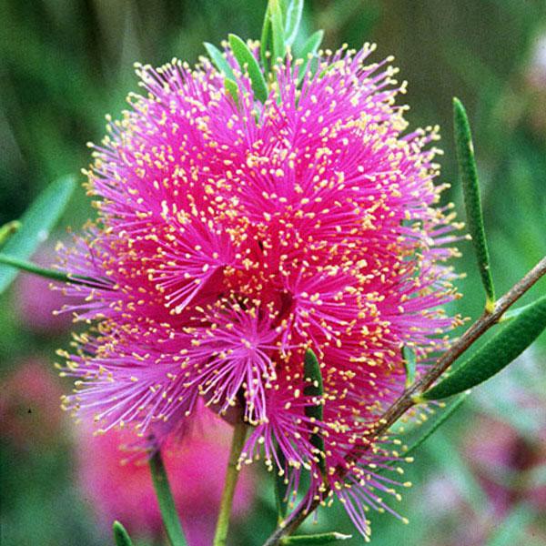 Аромаолія ефірна Aroma Inter Чайне дерево 20 мл (4074) - фото 2