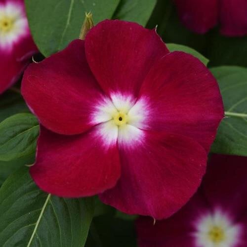 Семена цветов Катарантус MEDITERRAN XP BURGUNDY HALO PanAmerican 10 шт. (BN05351-4)