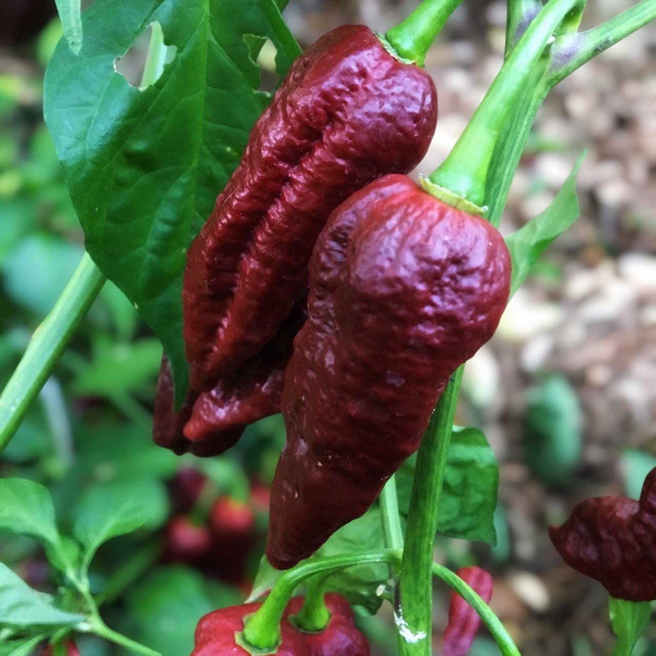 Семена Bhut Jolokia Chocolate Capsicum chinense Перец острый 5 шт. (2462190962)