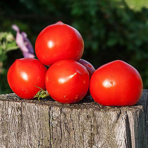 Насіння Томат Florium Каста F1 (15920)