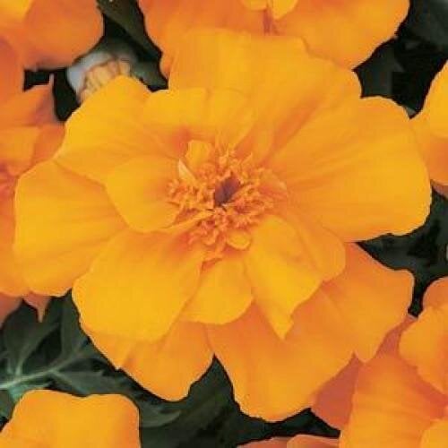 Семена цветов PanAmerican Бархатцы отклонены DURANGO 1000 шт. Orange (BN02594)