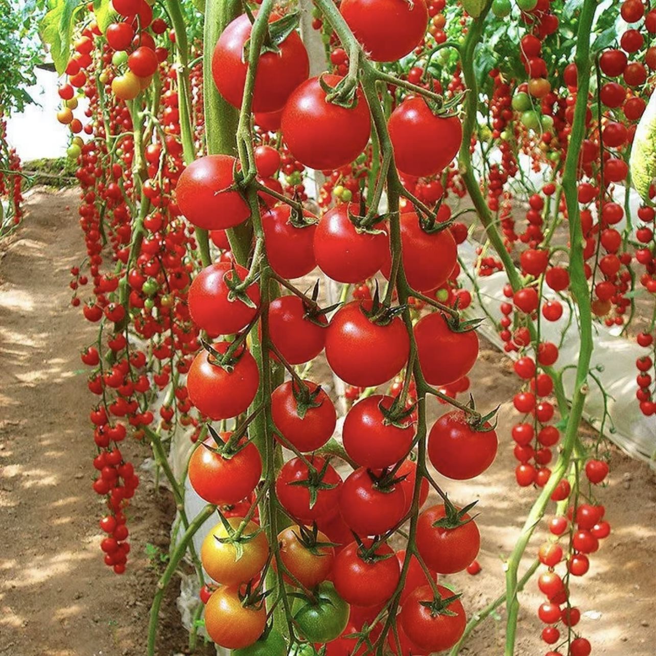 Семена помидоров WaterfallTomato Водопад 300 шт. (2488) - фото 7