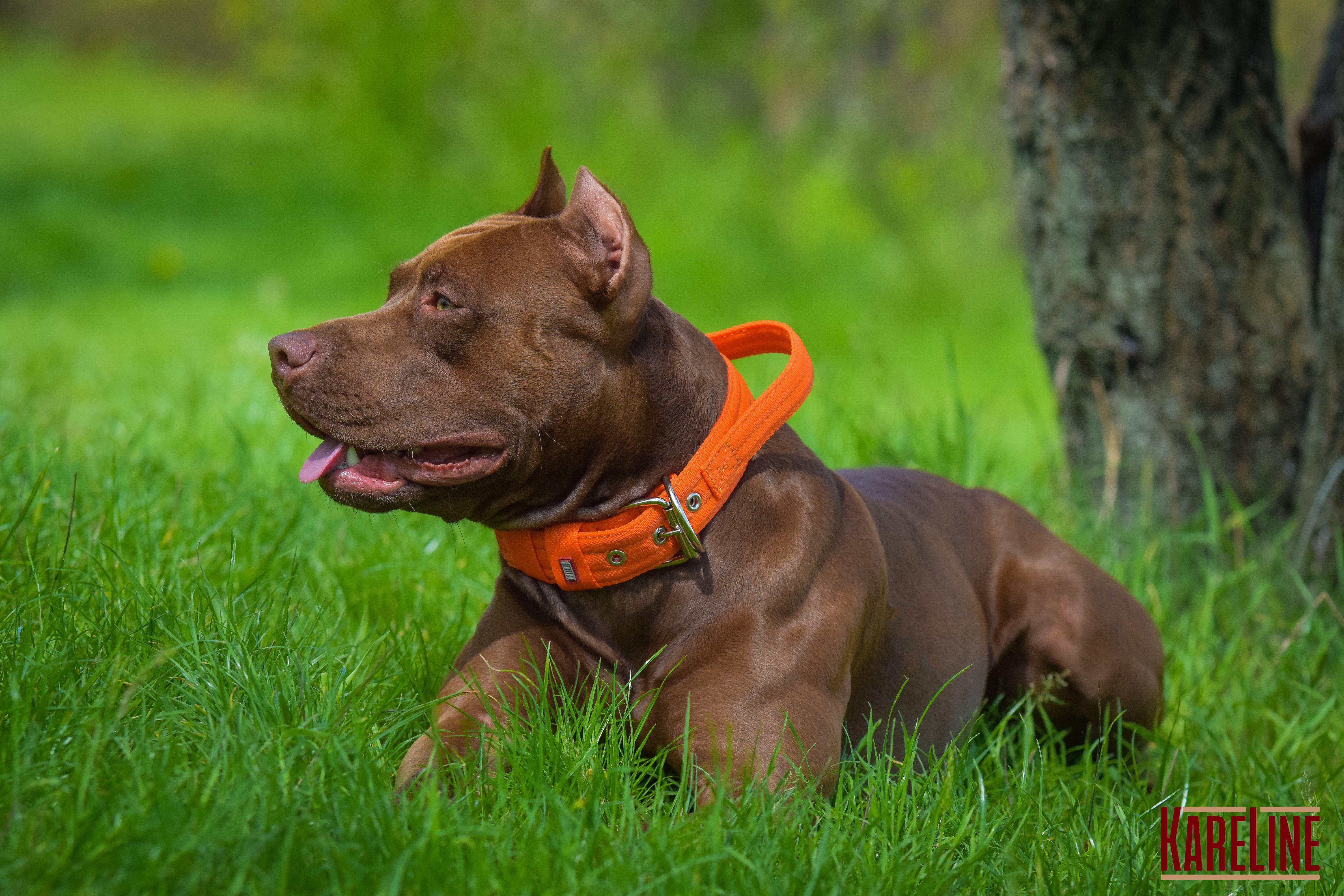 Ошейник KARELINE усиленный нейлоновый с ручкой 48 мм 550-640 мм Оранжевый (0988/11) - фото 5