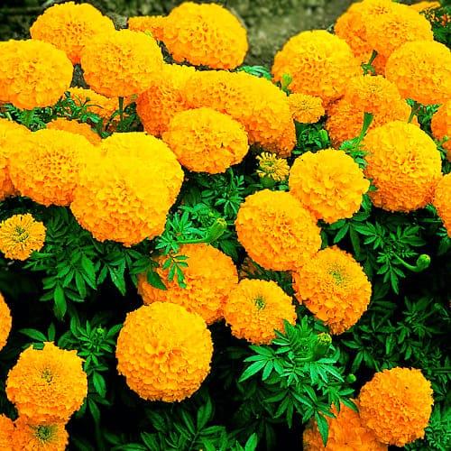 Семена Бархатцы Florium Мандарин (6224)