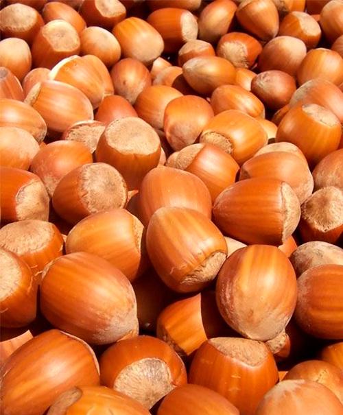 Саджанець Саджанець Фундук Аурея середній термін дозрівання перехресне запилення садити по 2 шт. 101927 (101927)