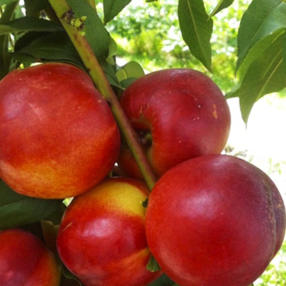 Саджанець нектарину Ванг 3 2 річний (14965483)