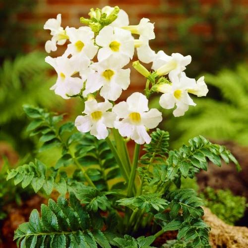 Инкарвиллея Florium Snowtop (4444)