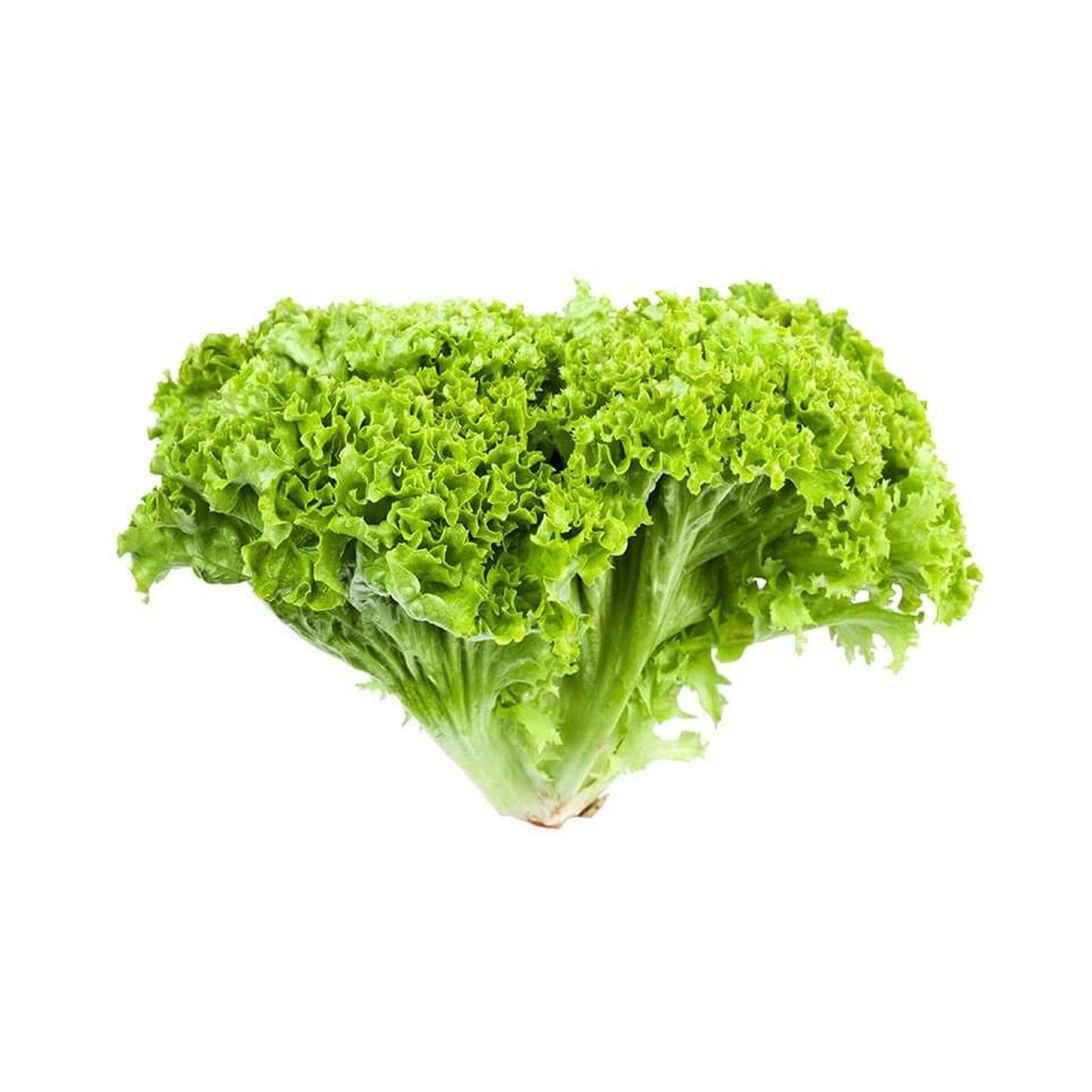 Семена Rijk Zwaan Салат Алеппо 100 шт. (267179)