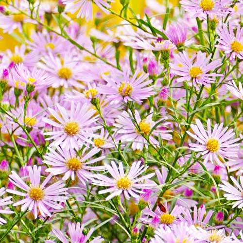 Астра Florium Pink Star (18428)