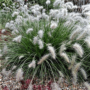 Саженец Пеннисетума лисохвостовидного Хамелна Pennisetum alopecuroides Hameln (18295922)