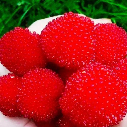 Тибетська малина Розолін середній термін дозрівання (29294121)