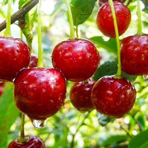 Сажанець Вишня Келлеріс-16 літній сорт середньо-пізній термін дозрівання (101902)