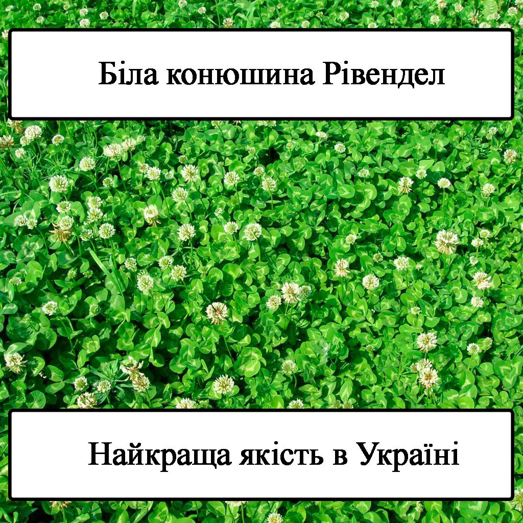 Клевер белый ползучий GreenHome Ривендел 0,5 кг - фото 3