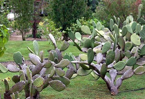 Насіння Опунція індійська Opuntia ficus-indica 5 шт./уп. - фото 4