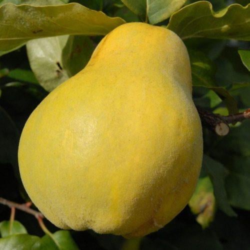 Саджанець айви Чемпіон Осінній пізній сорт (2075040098)